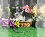 Small #1 Schnauzer (Miniature)