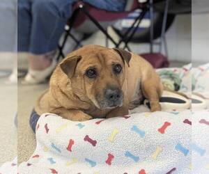 Ba-Shar Dogs for adoption in New Oxford , PA, USA