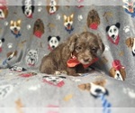 Small #8 YorkiePoo