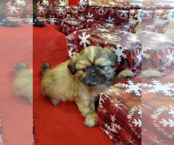 Medium Photo #4 Shih Tzu Puppy For Sale in GRIFFIN, GA, USA