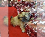 Small Photo #4 Shih Tzu Puppy For Sale in GRIFFIN, GA, USA