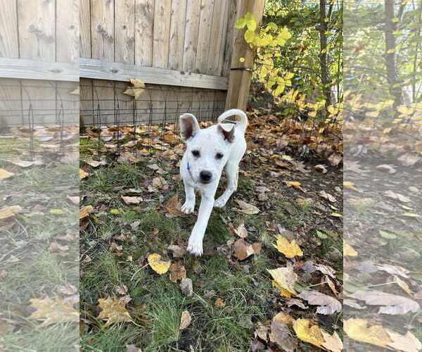 Medium Photo #2 Mutt Puppy For Sale in Shelburne, VT, USA