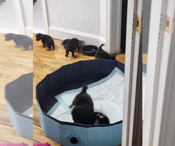 Medium Photo #17 Dachshund Puppy For Sale in DETROIT, MI, USA