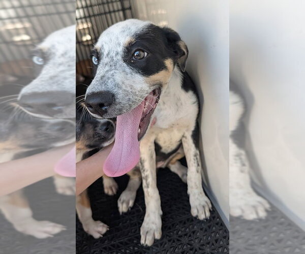 Medium Photo #1 Catahoula Leopard Dog-Unknown Mix Puppy For Sale in Rowlett, TX, USA