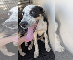 Catahoula Leopard Dog-Unknown Mix Dogs for adoption in Rowlett, TX, USA