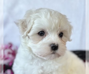 Maltese Puppy for sale in ROCK STREAM, NY, USA