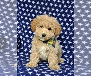 Bichpoo Puppy for sale in LINCOLN UNIV, PA, USA