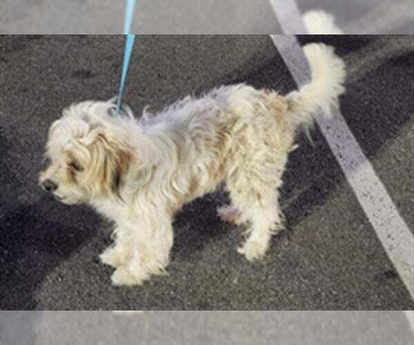 Medium Photo #1 Mutt Puppy For Sale in San Antonio, TX, USA
