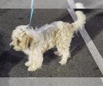 Small Mutt