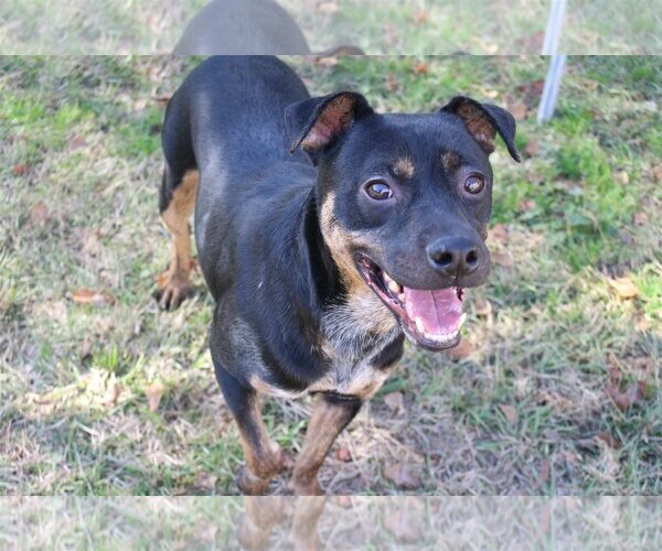 Medium Photo #1 Mutt Puppy For Sale in Jackson, MS, USA