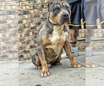 Small Photo #1 American Bully Puppy For Sale in AURORA, CO, USA