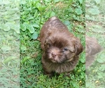 Puppy Puppy 2 Shih Tzu