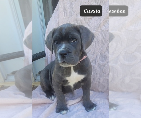 Full screen Photo #4 Cane Corso Puppy For Sale in MINERAL WELLS, WV, USA
