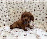 Small #7 Cavapoo (Miniature)