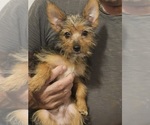 Small Photo #6 Yoranian-Yorkshire Terrier Mix Puppy For Sale in HUDDLESTON, VA, USA