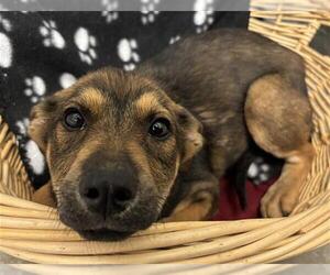 Labrador Retriever-Unknown Mix Dogs for adoption in Rosenberg, TX, USA