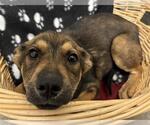 Small Labrador Retriever Mix