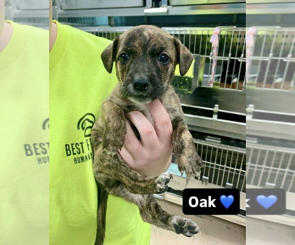 Medium Photo #2 Mutt Puppy For Sale in Brewster, NY, USA