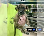 Small #1 Mutt