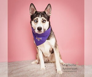 Siberian Husky-Unknown Mix Dogs for adoption in Corona, CA, USA