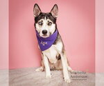 SASHA - Female Siberian Husky-Unknown Mix Dog for Adoption - Small photo