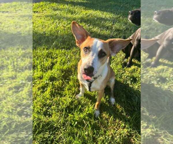 Medium Photo #5 Beagle-Unknown Mix Puppy For Sale in Aurora, IN, USA