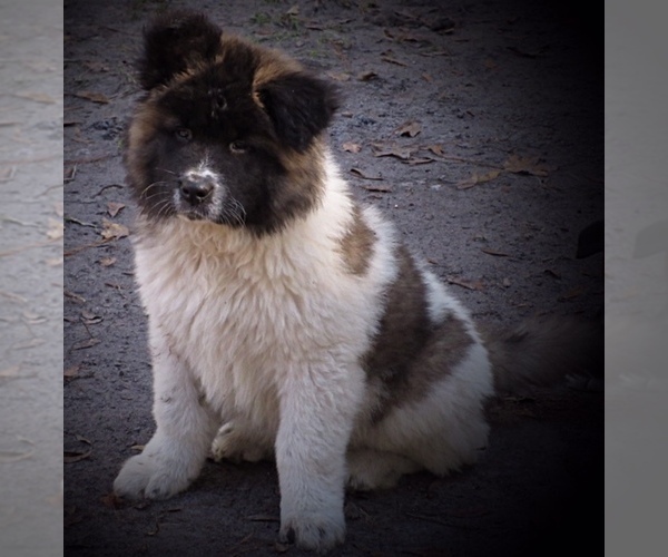 Full screen Photo #2 Akita Puppy For Sale in INGLIS, FL, USA