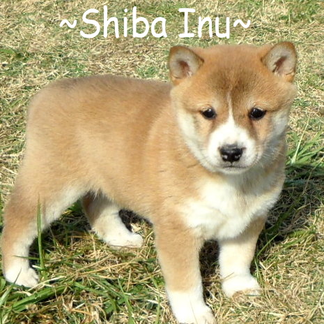Medium Photo #1 Shiba Inu Puppy For Sale in FOYIL, OK, USA
