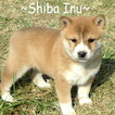 Small Photo #1 Shiba Inu Puppy For Sale in FOYIL, OK, USA