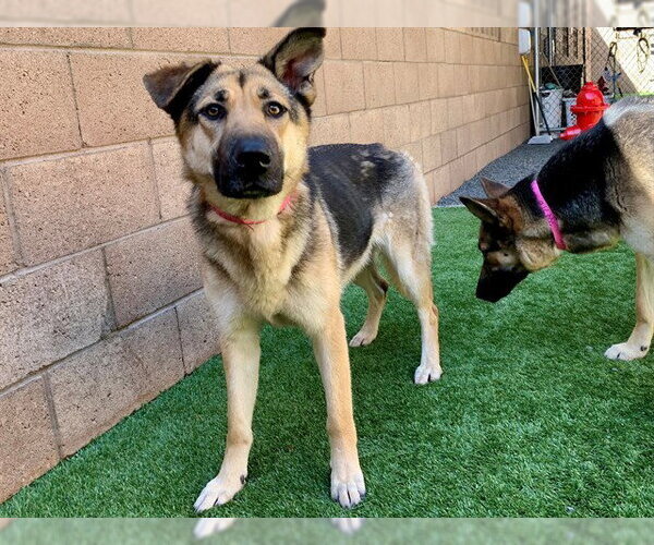Medium Photo #1 German Shepherd Dog-Unknown Mix Puppy For Sale in Moreno Valley, CA, USA