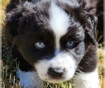 Small Photo #10 Miniature Australian Shepherd Puppy For Sale in PRAIRIE GROVE, AR, USA