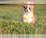 Small #6 Pembroke Welsh Corgi