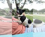Small Photo #2 Rat Terrier Puppy For Sale in Weston, FL, USA