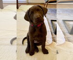 Small Labrador Retriever