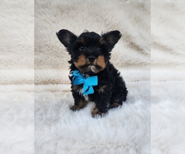 Medium Photo #3 Yorkshire Terrier Puppy For Sale in INDIANAPOLIS, IN, USA