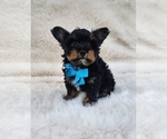 Small #2 Yorkshire Terrier