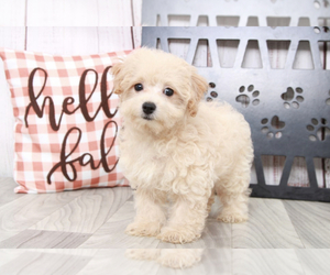 Maltipoo Puppy for sale in MARIETTA, GA, USA