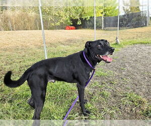 Labrador Retriever-Unknown Mix Dogs for adoption in Ocala, FL, USA