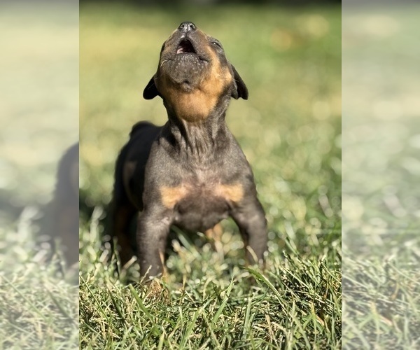 Medium Photo #61 Catahoula Leopard Dog Puppy For Sale in BUSHNELL, IL, USA