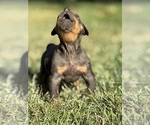 Small Photo #61 Catahoula Leopard Dog Puppy For Sale in BUSHNELL, IL, USA