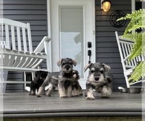 Schnauzer (Miniature) Puppy for sale in PIKETON, OH, USA