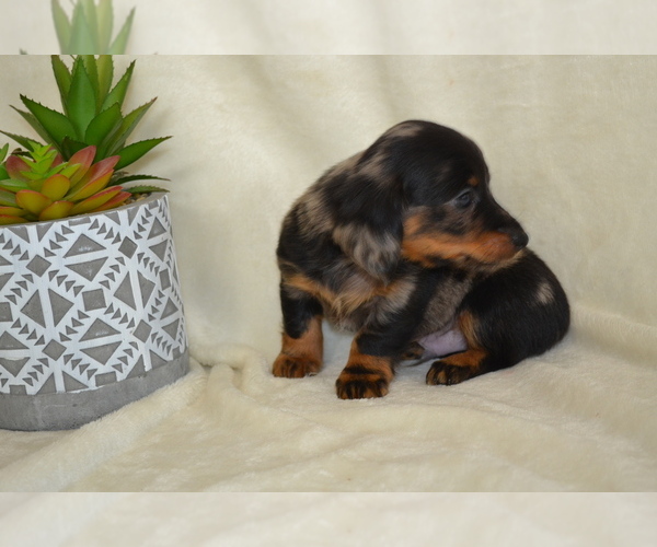 Medium Photo #4 Dachshund Puppy For Sale in GREENWOOD, WI, USA