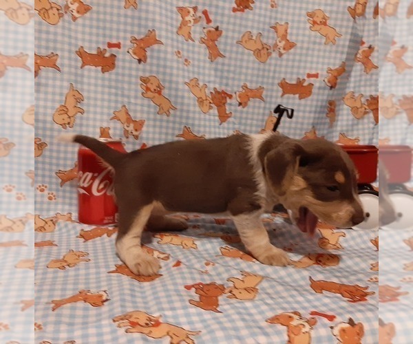 Medium Photo #4 Beagle Puppy For Sale in CARTHAGE, TX, USA