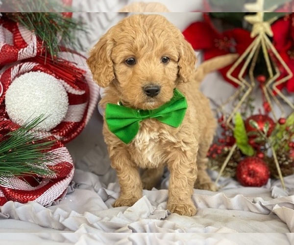 Medium Photo #4 Goldendoodle Puppy For Sale in LANCASTER, PA, USA