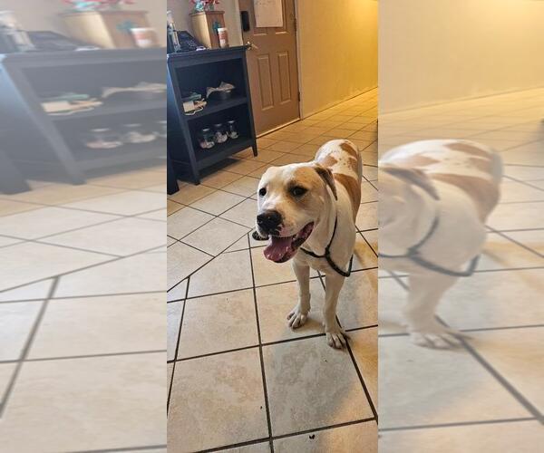 Medium Photo #2 American Pit Bull Terrier Puppy For Sale in DuQuoin, IL, USA