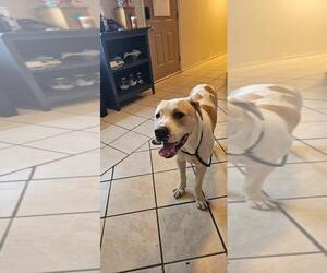 HAMBONE - Female American Pit Bull Terrier Dog for Adoption - Photo #2