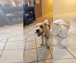 Small #1 American Pit Bull Terrier
