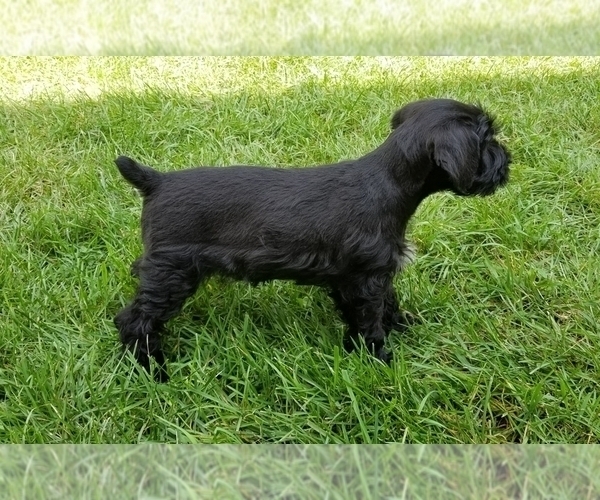 Medium Photo #5 Schnauzer (Miniature) Puppy For Sale in WHEELER, WI, USA