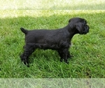 Small Photo #5 Schnauzer (Miniature) Puppy For Sale in WHEELER, WI, USA