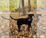 Small #36 Mutt